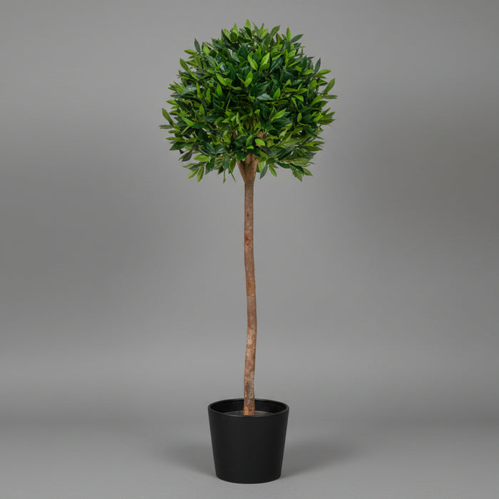 Bay Laurel Ball Tree 135cm