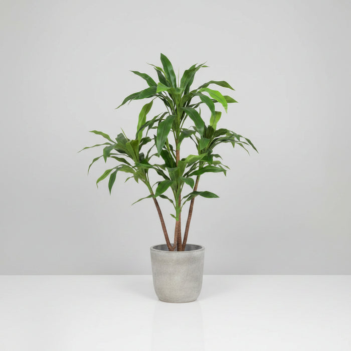 Dracaena Tree 60cm Fire Retardant