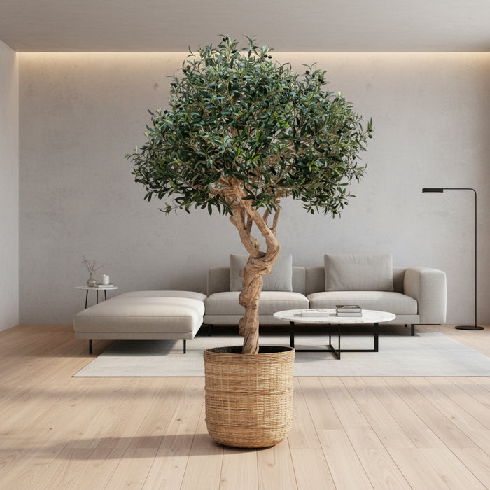 Natural Coffee Stem Olive Tree 200cm - Fire Retardant and UV Resistant