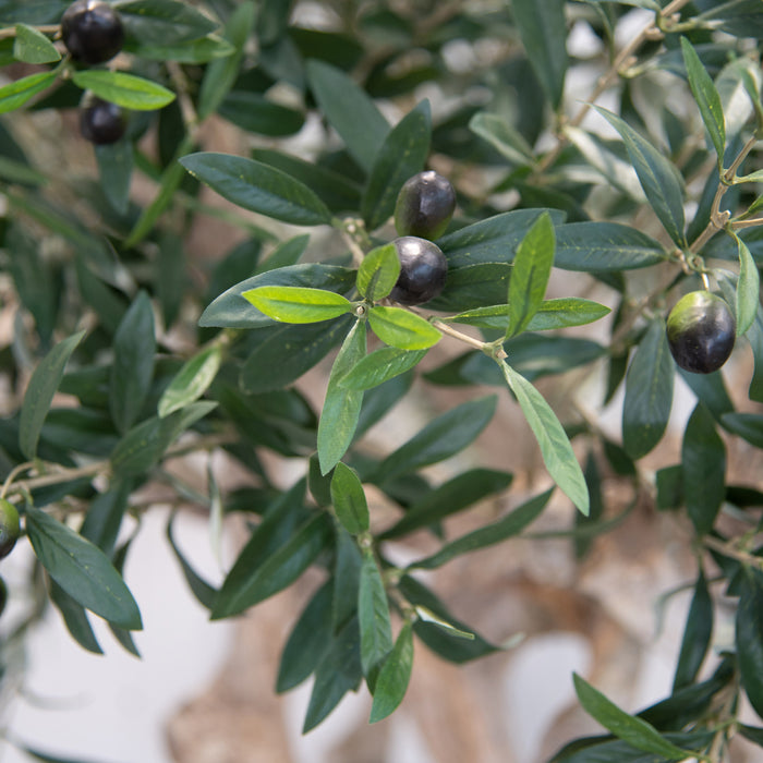 Natural Coffee Stem Olive Tree 200cm - Fire Retardant and UV Resistant