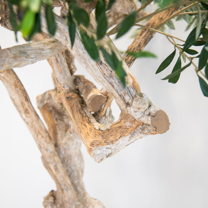 Natural Coffee Stem Olive Tree 200cm - Fire Retardant and UV Resistant