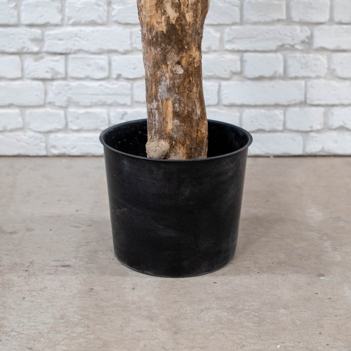Natural Coffee Stem Olive Tree 200cm - Fire Retardant and UV Resistant