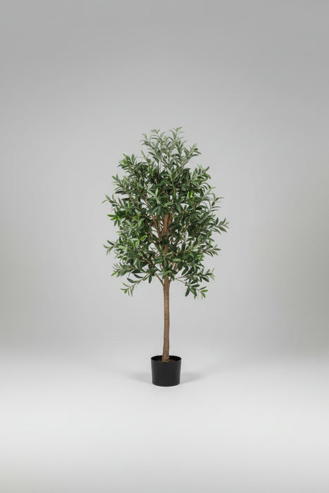 Premium Olive Tree 150cm
