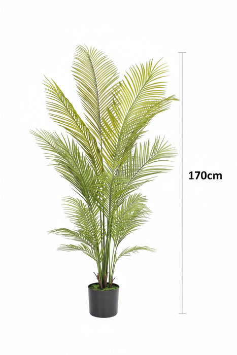 Areca Palm Tree 170cm
