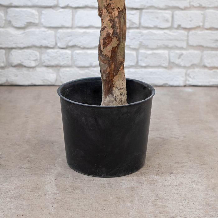 Olive Tree – 210cm with Natural Trunk, Fire-Retardant and UV Resistant