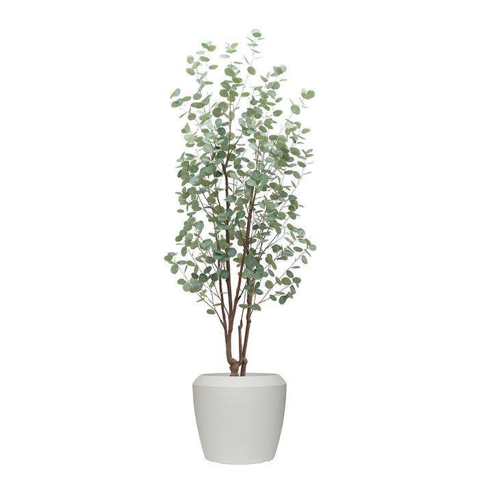 Eucalyptus Tree in Norfolk Chalk Pot 270cm