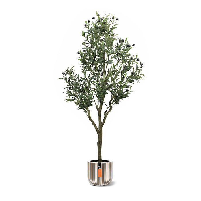 Buy Green Small Artificial Olive Tree In Concrete Pot from the Next UK  online shop