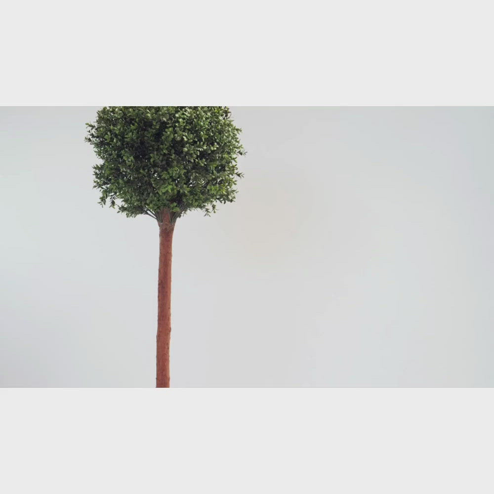 Artificial Buxus (Boxwood) Single Ball Topiary Tree - Artificial Eden