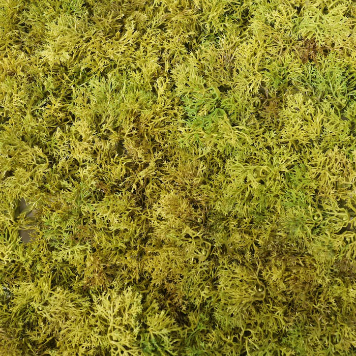 moss artificial plant wall